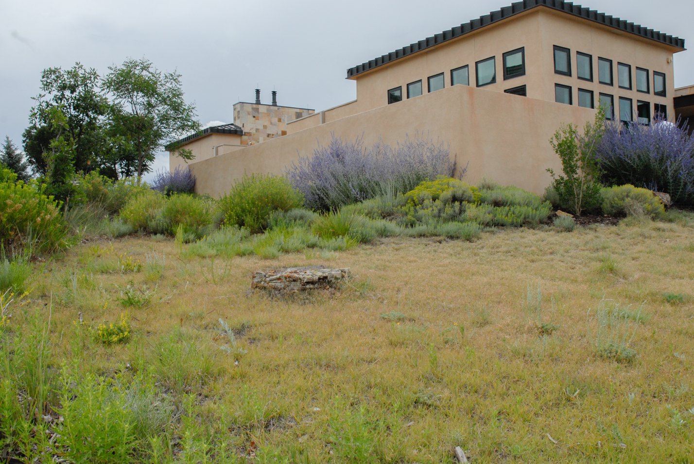 Buffalograss Front Yard
